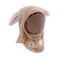 thumbnail image 4 of Milaget Kids Winter Hat Windproof Balaclava Face Cover for Boys Girls Cycling Skiing Rabbit Ears Khaki, 4 of 9