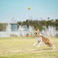 thumbnail image 5 of Tie Out Rope Dog Tether, 5m Dog Line for Outside Playing Camping Tying, Medium Large Dogs Indoor/Outdoor Backyard Dog Leash - orange, 5 of 5