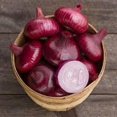 thumbnail image 4 of HJADGG 150+ Rossa Di Milano Onion Seeds- All Heirloom Seeds, 4 of 4