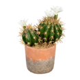 thumbnail image 1 of Vickerman FH192109 9 in. Green Potted Cactus Plastic Planter Pot, 1 of 3