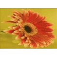 thumbnail image 1 of Ahgly Company Tapis Rectangulaire Lavable en Machine Intérieur Transitionnel Rouge Écarlate, 5 Pieds x 8 Pieds, 1 of 7