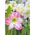 thumbnail image 3 of GSDWIUEW Single Amaryllis Bulb, Large Hippeastrum Perennial Flowers Bulbs with Planting Instruction Bulb Size 10-12 Inch, Perfect for Indoor Outdoor Planting, Gift with Wrapping (2, Cherry Blossom), 3 of 5