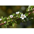 thumbnail image 4 of 1 Gallon (3.8L) Broadleaf Evergreen Mix 6 Pack, 4 of 7