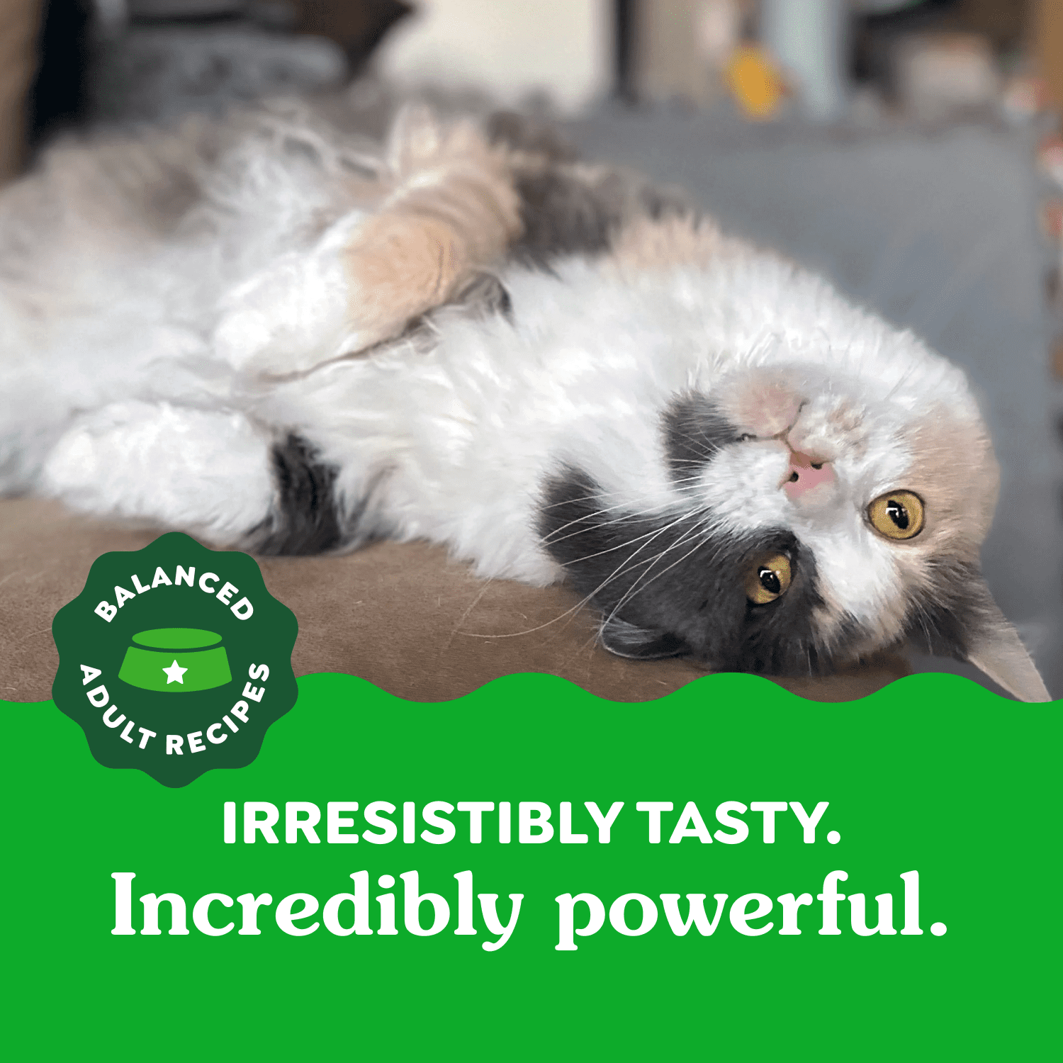 Gâteries dentaires pour chats adultes Greenies, saveur de saumon aromatique