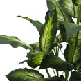 thumbnail image 2 of Vickerman TP170236 Arbre Quotidien en Marbre Dieffenbachia X5 - 3 Pi, 2 of 2