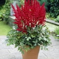 thumbnail image 1 of TASC Bulbes à Fleurs Astilbe Arendsii Fanal (2 Bulbes), 1 of 1