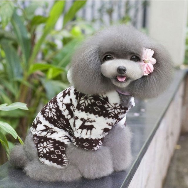 Vêtements Chauds pour Chien Combinaison à Capuche Manteau Vêtements pour Chiot