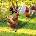 thumbnail image 2 of Poultry Decoration Yard Insert Rooster Acrylic Sticker Yard Art Decoration Yard Decoration Acrylic Double Sided Printed Party Cards Animal Garden Decoration, 2 of 4