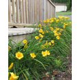 thumbnail image 2 of Stella De Oro Daylily 2 Gallon, 2 of 4