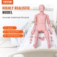 thumbnail image 2 of VEVOR Manikin d'Entraînement Infirmier, Manikin Humain de Démonstration Taille Réelle pour la Formation Infirmière, Modèle Éducatif Multifonctionnel, Mannequin Anatomique en PVC, Simulateur de Soins Corporels, 2 of 9