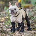 thumbnail image 2 of LAICAIW Dog Boot Leggings, Dog Suspender Boots, Adjustable Dog Paws Legs Protector, Anti-Slip Dog Shoes with Suspender Belt, Waterproof Dog Suspender Boots, for Small & Medium Dogs, 2 of 7