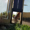 thumbnail image 3 of Automatic Chicken Coop Door Kit, Battery Operated Automatic Chicken Coop Door, And Light Sensor, Light Sensor, 3 of 5