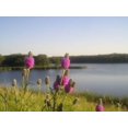thumbnail image 4 of 700 PURPLE PRAIRIE CLOVER Dalea Purpurea Flower Seeds, 4 of 5