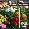 thumbnail image 4 of GSDWIUEW Ranunculus Bare Roots for Planting Canada, Perennial Flower Ranunculus, Easy to Grow, Ranunculus Bare Roots for Spring and Autumn Planting Home Garden Indoor and Outdoor(Pink,20 Pack), 4 of 6