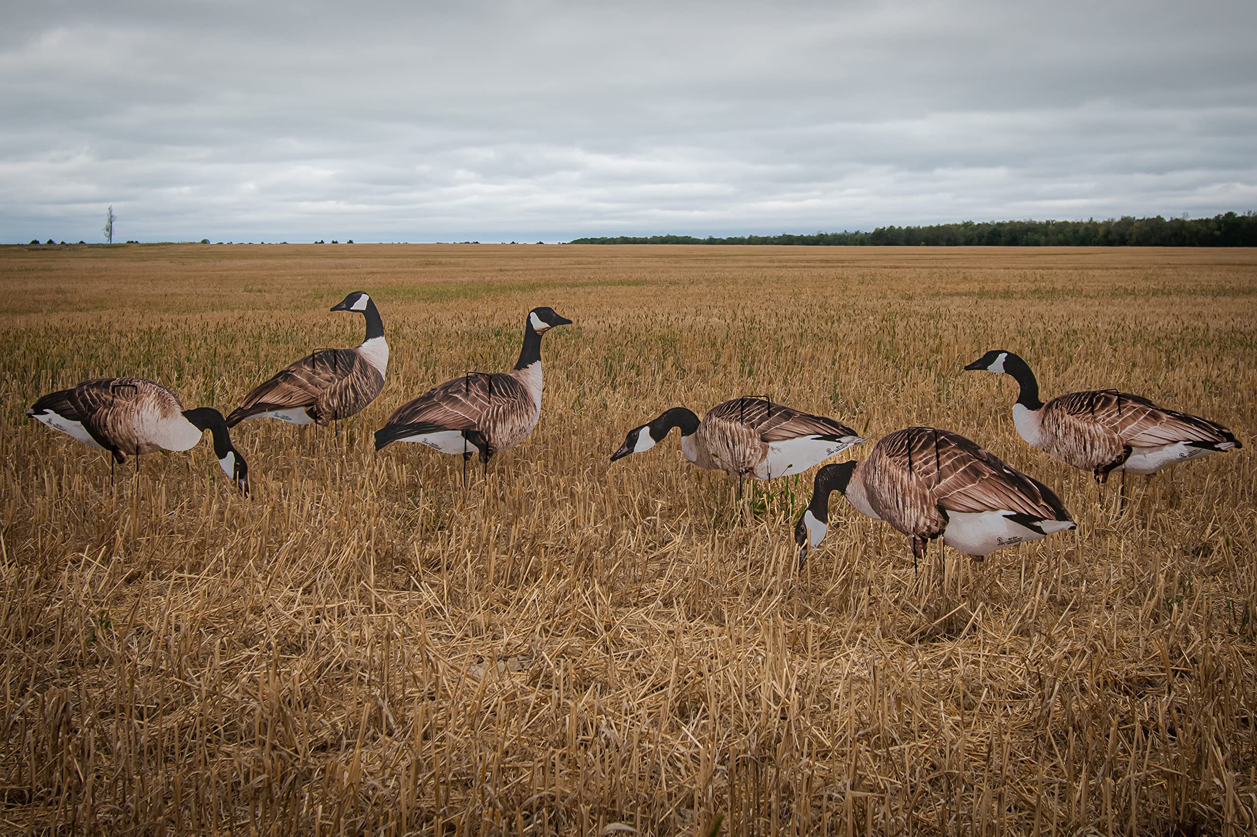 Real-Geese 1 Doz Vivid Series Silhouette Decoys