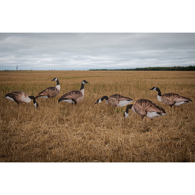 Real-Geese 1 Douzaine Vivid Series Silhouette Decoys Présentés sur le Terrain. les Decoys Présentent des Images d'Oie Réalistes avec six poses Uniques, Fabriqués à Partir d'Un Matériau Ondulé de 2 mm avec un Revêtement Antireflet. Chaque Leurre Est Monté sur un Piquet Métallique de 20 Pouces Enduit de Poudre, Offrant une Stabilité et un Positionnement Réaliste. l'Ensemble Comprend 12 Decoys Conçus pour des applications de Chasse, Offrant une Portabilité Légère et un Réalisme Accru.