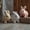 3pcs, variant on JUNWELLBunby - My Realistic Bunny Toy Bunbi Realistic Bunny Realistic Bunny That Moves Jumping Twitching and Ears Handmade Interactive Fun (Pink)