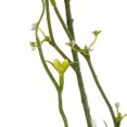 thumbnail image 5 of Vickerman FM180101 50 in. Green Mountain Prunus Stem, 5 of 5