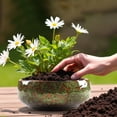 thumbnail image 1 of Jardinière Bol Bol de Fleurs en Céramique Bols pour dans l'Eau Pots d'Intérieur Pots de Fleurs avec Soucoupe Pot de Fleurs Suspension Luminaire Supports de Pots de Fleurs pour l'Intérieur Fleur avec Poignée Petite Fleur pour Intérieur, 1 of 3