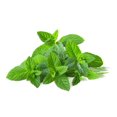 thumbnail image 2 of Graines de the a la menthe, 2 of 2
