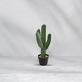 thumbnail image 3 of Cactus Plant, 3 of 3