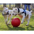 thumbnail image 2 of Jolly Pets Push-N-Play Dog Ball, 2 of 2