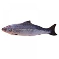 thumbnail image 4 of CHOK Electric Fish Cat Toy Kids Fun Toy Realistic Plush Moving Wagging Fish Simulation Fish Toy Pets Kids Interactive Toy Christmas Gift Children Gift Toy, 4 of 8