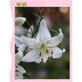 thumbnail image 4 of GSDWIUEW 3 Packs Tiger Lily Bulbs for Planting, Asian Lilium Plants Perennials Flower Bulbs for Spring and Fall Planting Home Garden Décor Indoor and Outdoor, Easy to Grow (Sweet Surrender), 4 of 5