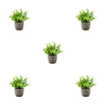 thumbnail image 3 of Redempat Plastic Easy To Clean Artificial Succulent Realistic Appearance Long-lasting Durability Eco-friendly blue babysbreath 5Set, 3 of 6