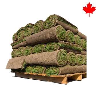 Grass Sod, 500 Square Foot for Garden & Bulk Landscape Projects