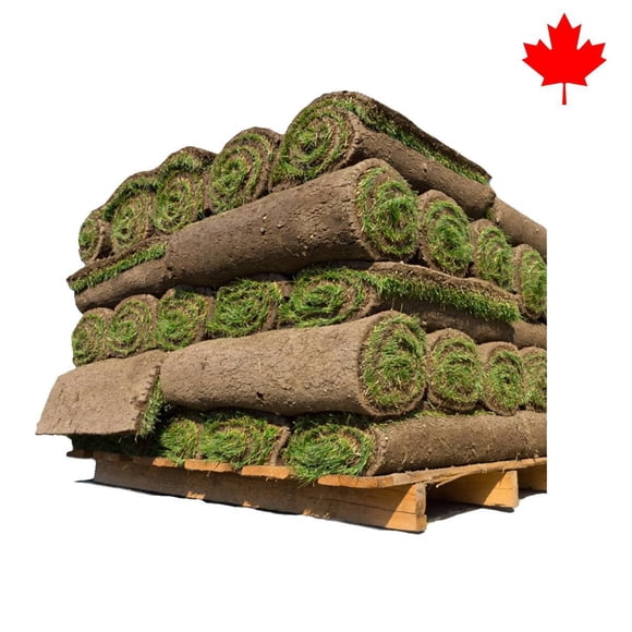 Grass Sod, 500 Square Foot for Garden & Bulk Landscape Projects