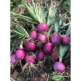 thumbnail image 3 of HJADGG 150+ Rossa Di Milano Onion Seeds- All Heirloom Seeds, 3 of 4