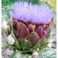 thumbnail image 3 of 50 PURPLE ROMAGNA ARTICHOKE Italian Cynara Scolymus Flower Vegetable Seeds, 3 of 10