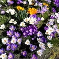 thumbnail image 1 of GSDWIUEW 10pcs Mixed Color Crocus Bulbs-Spring Blooming Fall Planting Bulbs, Assorted Colors Dutch Crocus Corms for Gardens, Containers & Naturalizing Easy to Plant Perennial Flower Bulbs (10), 1 of 5