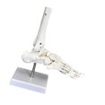 thumbnail image 1 of Bunblic Human Joint Model Realistic Teaching Tool,Educational,Medical,Lightweight,Scientific Skeleton Model for Display Study Science Foot, 1 of 8