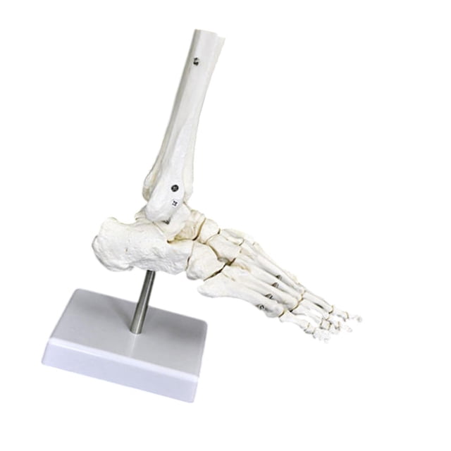 Bunblic Human Joint Model Realistic Teaching Tool,Educational,Medical,Lightweight,Scientific Skeleton Model for Display Study Science Foot