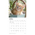 thumbnail image 3 of Chatons 2023 Square FRENCH BTCA, 3 of 8