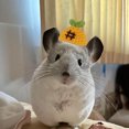 thumbnail image 1 of Adorable Hat for Small and Cats with Adjustable Strap Soft Breathable Outdoor, 1 of 4