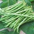 thumbnail image 1 of UtopiaSeeds Tenderette Graines de Haricot Vert Biologiques - Environ 40 Graines, 1 of 4