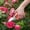 Red, variant on Pruning Shears for Gardening,Ultra Sharp Garden Scissors Garden Shears, Garden Pruning Shears Stainless Steel Blades Handheld Pruners Bypass Pruning Shears For Your Garden