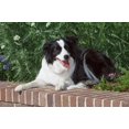 thumbnail image 1 of Purebred Border Collie dog lying on wall Poster Print by PiperAnne Worcester (35 x 24), 1 of 1
