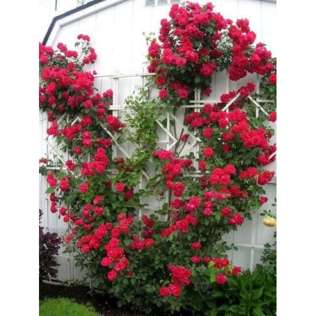 Seedville Red Climbing Rose 5 Seeds, Fragrant Butterfly Flower. A vibrant display of red climbing roses growing on a white trellis against a white wall. The roses feature lush green foliage and large, fragrant double blooms, ideal for attracting butterflies and bees. Suitable for hardiness zones 6-9, these roses grow 8-12 feet tall and bloom repeatedly from early to late summer. Perfect for arbors, fences, or trellises, they symbolize love and romance.