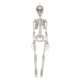 thumbnail image 1 of Way to Celebrate Halloween Decoration Hanging Posable Bone Color Plastic Skeleton 35 inch, 1 of 6