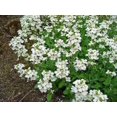 thumbnail image 2 of 800 WHITE ALPINE ROCKCRESS Aubrieta Rock Cress Arabis Alpina Flower Seeds, 2 of 6