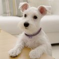 thumbnail image 3 of TIMIFIS Dog Collar Pet Supplies Cute Mini Pet Dog Bling Rhinestone Chocker Collars Fancy Dog Necklace, 3 of 3