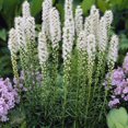 thumbnail image 1 of TASC De Fleur Bulbes Liatris Spicata Alba (15 ampoules), 1 of 1