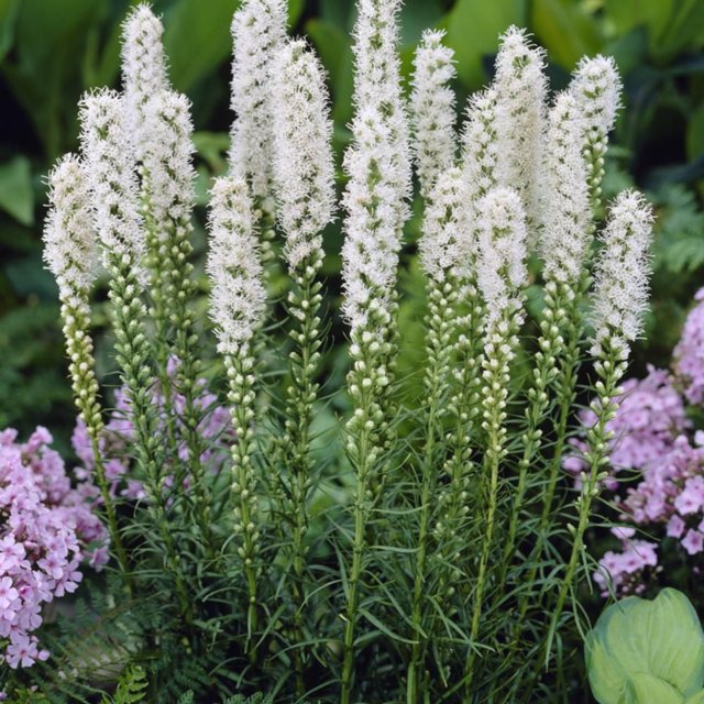 TASC Bulbes de Fleurs Liatris Spicata Alba (15 Bulbes) avec de Hautes Tiges Vertes Surmontées de Grappes de Fleurs Blanches Duveteuses en Floraison du Haut vers le Bas, Entourées d'Un Feuillage Vert et de Fleurs de Jardin Roses, Plante de prairie Indigène Attirant les Papillons et les Pollinisateurs, Convient pour Ajouter de la Hauteur et un Intérêt Visuel aux Jardins Extérieurs.