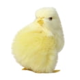thumbnail image 2 of EGNMCR Easter Decorations For The Home Easter Decor Imitation Chicken Plush Toy Doll Children's Teaching Easter Model Chicken Model Decoration Easter Decorations, 2 of 5