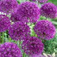 thumbnail image 4 of Bulbs are Easy Flower Bulbs - Allium Variety Pack (25 Bulbs), 4 of 5