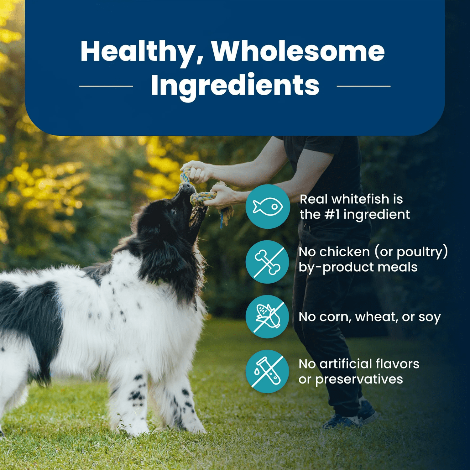 Blue Buffalo Life Protection Formula Nourriture Sèche Naturelle pour Chiens, Poisson & Riz Brun 10kg